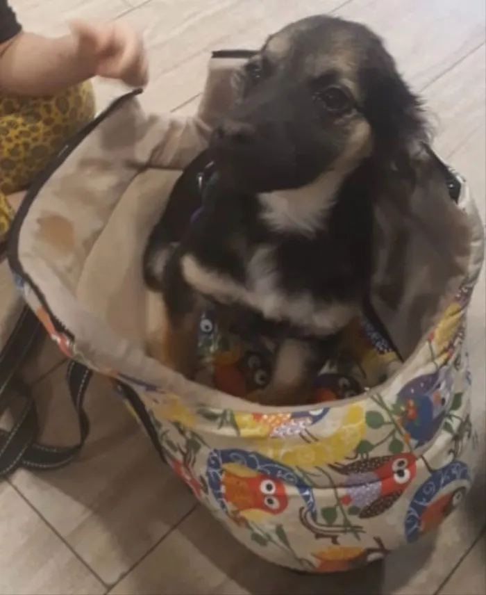 Cachorro ra a SRD idade 2 a 6 meses nome Modi