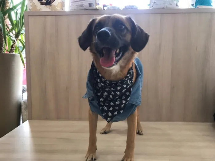 Cachorro ra a SRD idade 5 anos nome Romeu