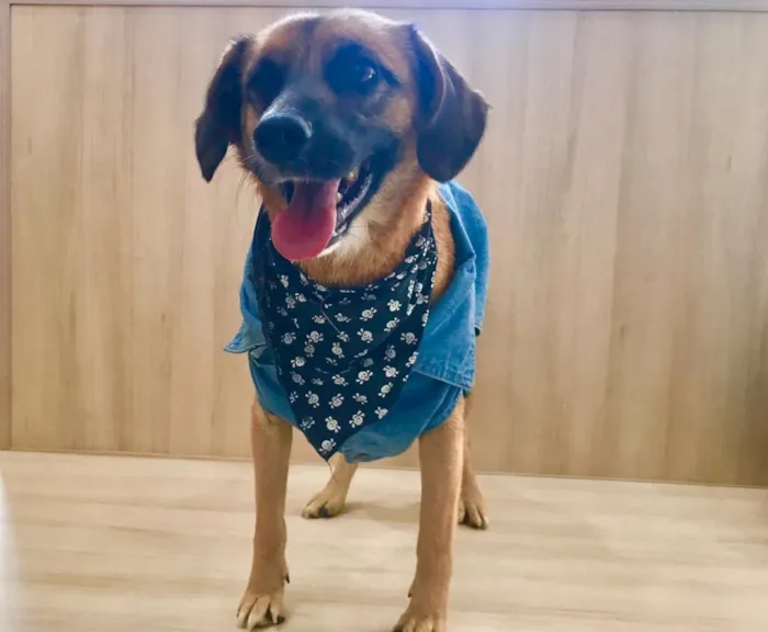 Cachorro ra a SRD idade 5 anos nome Romeu