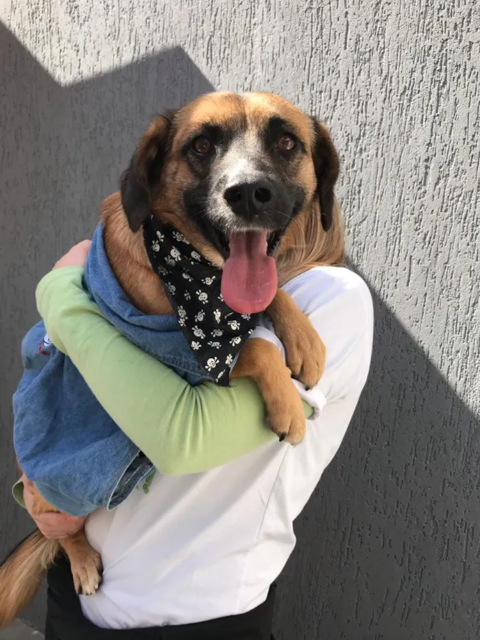 Cachorro ra a SRD idade 5 anos nome Romeu