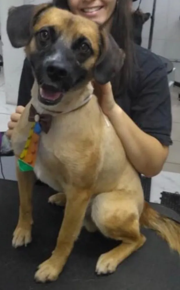 Cachorro ra a SRD idade 5 anos nome Romeu