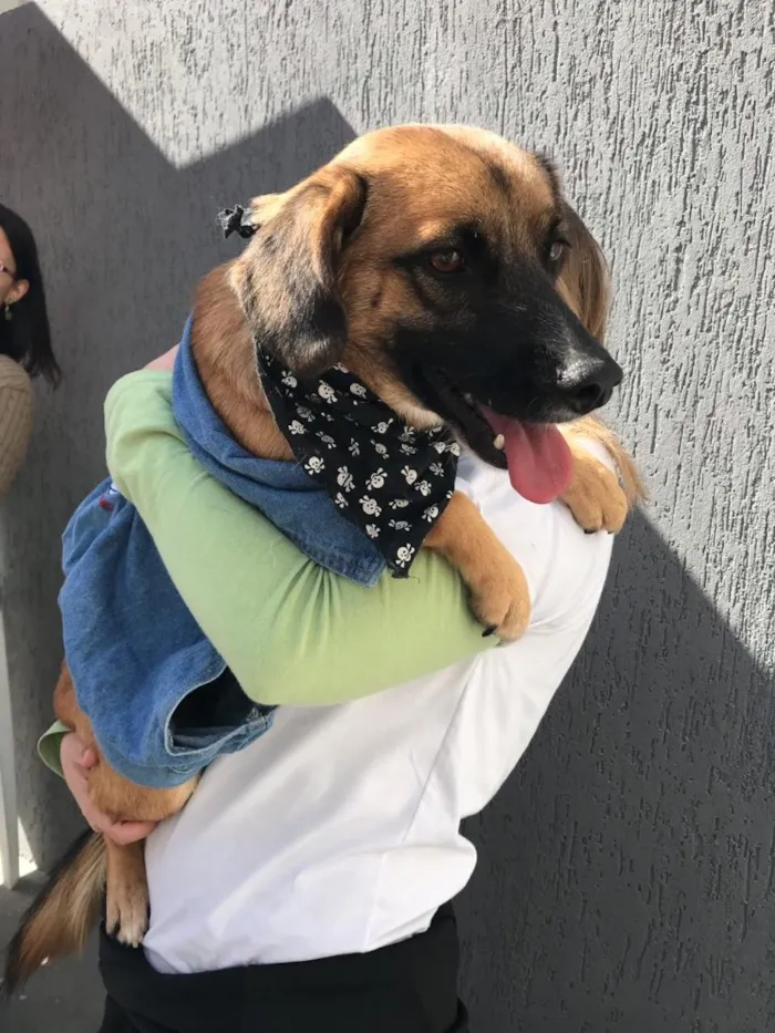 Cachorro ra a SRD idade 5 anos nome Romeu