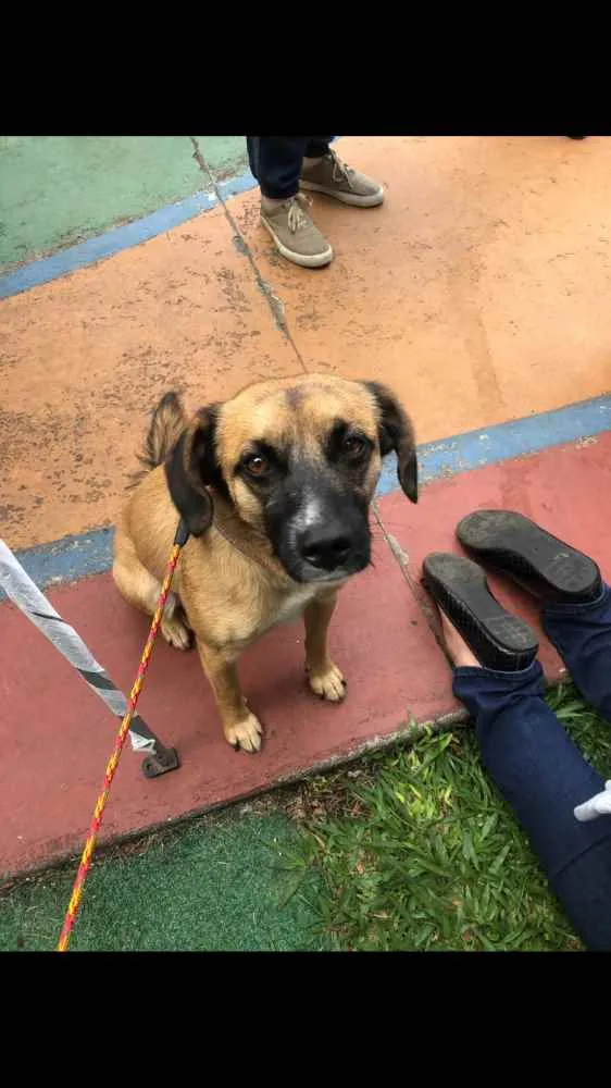 Cachorro ra a SRD idade 5 anos nome Romeu