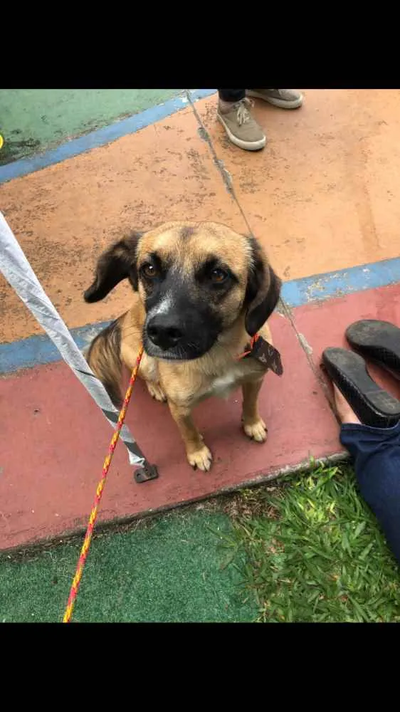 Cachorro ra a SRD idade 5 anos nome Romeu