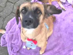 Cachorro raça SRD idade 5 anos nome Romeu