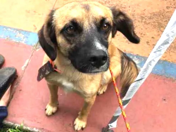 Cachorro ra a SRD idade 5 anos nome Romeu