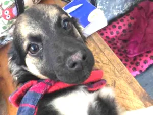 Cachorro raça SRD idade 2 a 6 meses nome Modi