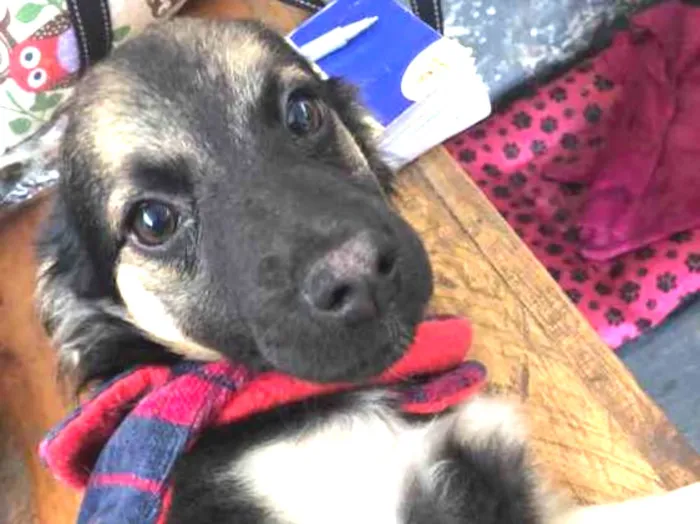 Cachorro ra a SRD idade 2 a 6 meses nome Modi