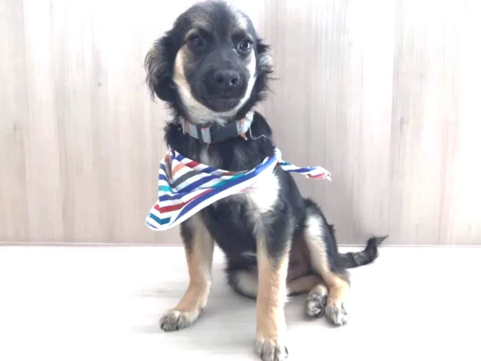 Cachorro ra a SRD idade 2 a 6 meses nome Modi