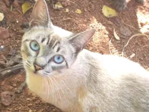 Gato raça SRD  idade 1 ano nome Memeia 