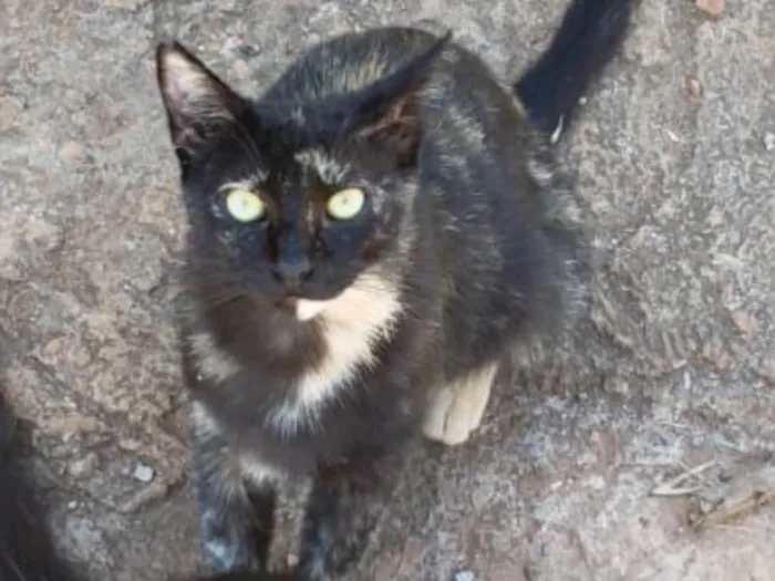 Gato ra a SRD  idade 1 ano nome Pretinha 