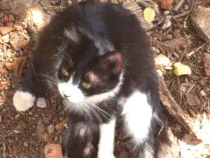 Gato raça SRD  idade 1 ano nome Bibi 