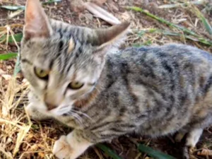 Gato raça SRD idade 1 ano nome Cici 