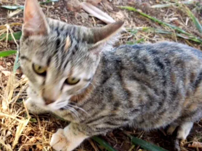 Gato ra a SRD idade 1 ano nome Cici 
