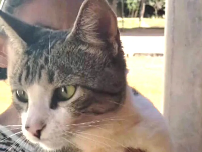 Gato ra a SRD idade 1 ano nome Tiquinho 