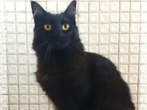 Gato raça srd idade 3 anos nome Onix