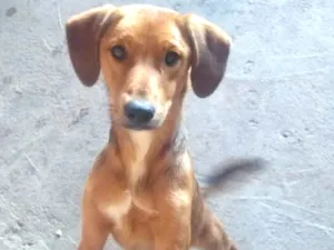 Gato raça Não sei  idade Abaixo de 2 meses nome Não tem nome 