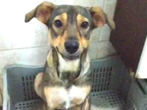 Cachorro raça Srd idade 1 ano nome Lola