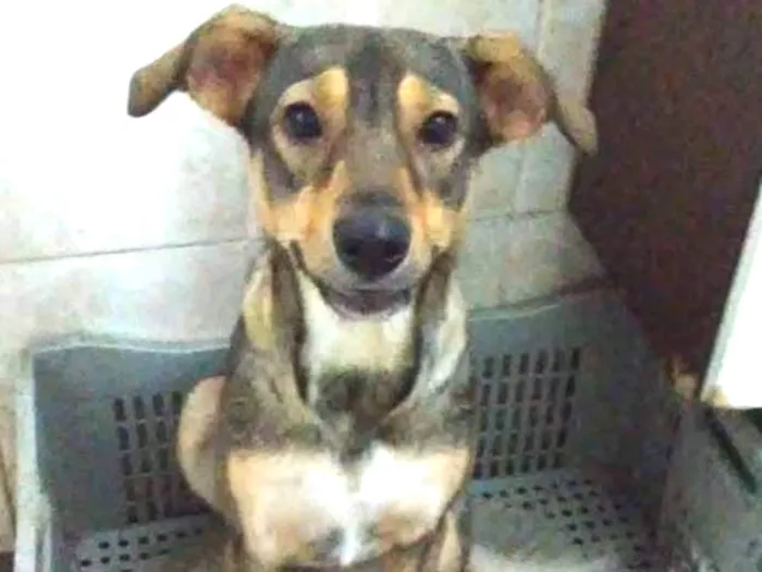 Cachorro ra a Srd idade 1 ano nome Lola