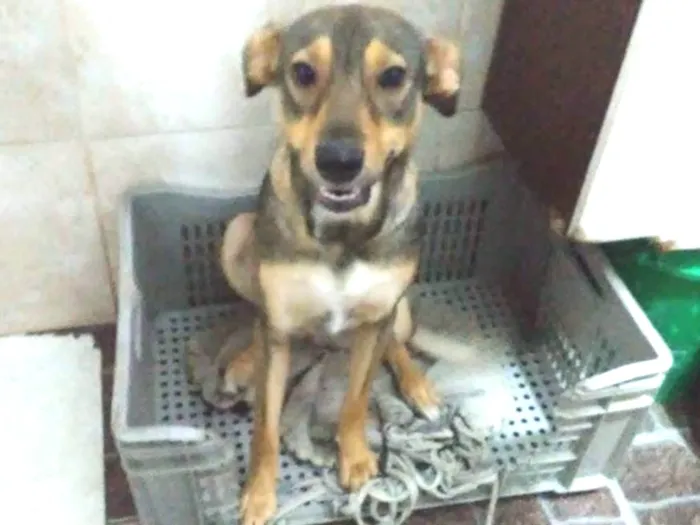 Cachorro ra a Srd idade 1 ano nome Lola