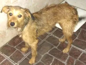 Cachorro raça Srd idade 7 a 11 meses nome Lilica