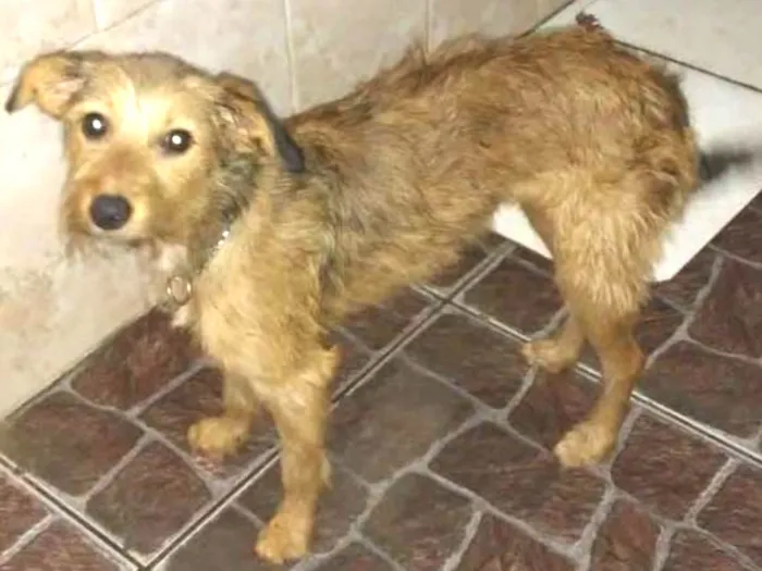 Cachorro ra a Srd idade 7 a 11 meses nome Lilica