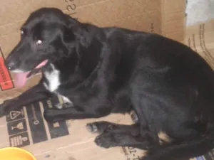 Cachorro raça Srd idade 2 anos nome Negão