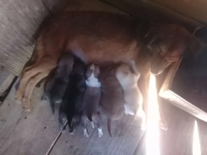 Cachorro ra a Vira lata  idade Abaixo de 2 meses nome Não tem
