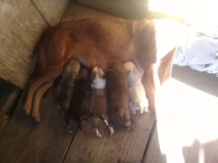 Cachorro ra a Vira lata  idade Abaixo de 2 meses nome Não tem