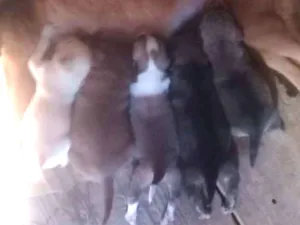 Cachorro raça Vira lata  idade Abaixo de 2 meses nome Não tem