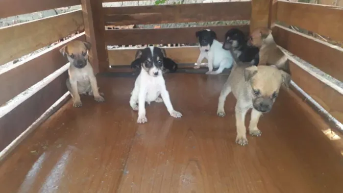 Cachorro ra a  idade Abaixo de 2 meses nome Sem nome