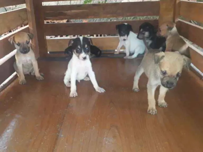 Cachorro ra a  idade Abaixo de 2 meses nome Sem nome