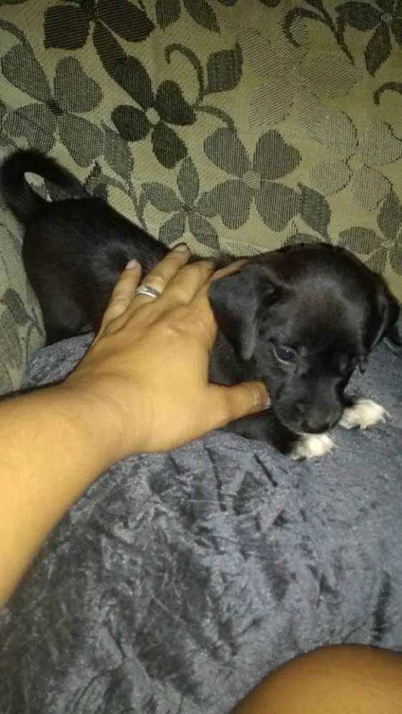 Cachorro raça Mestiça idade Abaixo de 2 meses nome Ainda não tem