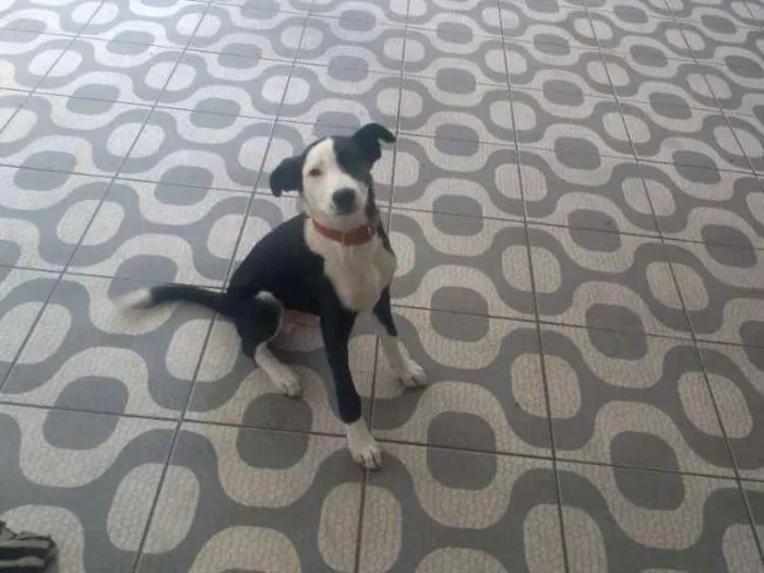 Cachorro ra a Labrador idade 3 anos nome Sansão