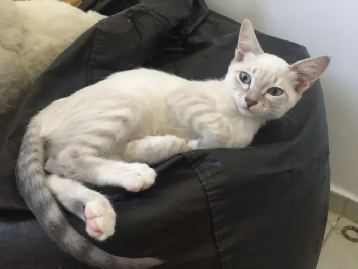 Gato ra a SRD idade 2 a 6 meses nome Anne