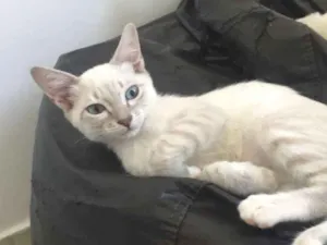 Gato raça SRD idade 2 a 6 meses nome Anne