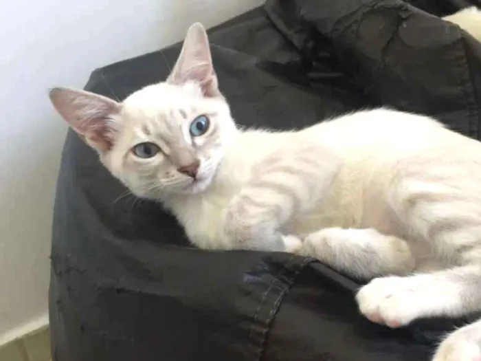 Gato ra a SRD idade 2 a 6 meses nome Anne
