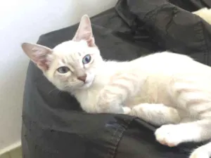Gato raça SRD idade 2 a 6 meses nome Anne