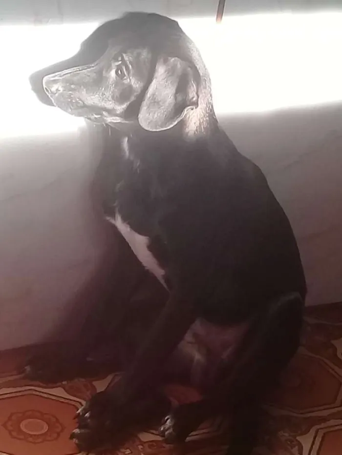 Cachorro ra a Mestiço idade 2 a 6 meses nome Tuffi