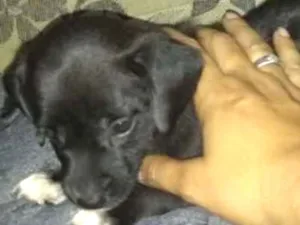 Cachorro raça Mestiça idade Abaixo de 2 meses nome Ainda não tem