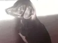 Tuffi