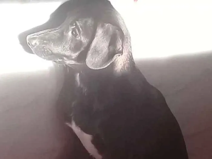 Cachorro ra a Mestiço idade 2 a 6 meses nome Tuffi