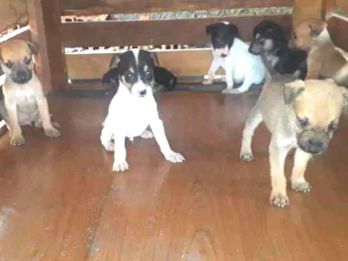 Cachorro ra a  idade Abaixo de 2 meses nome Sem nome