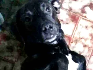 Cachorro raça Mestiço idade 2 a 6 meses nome Tuffi