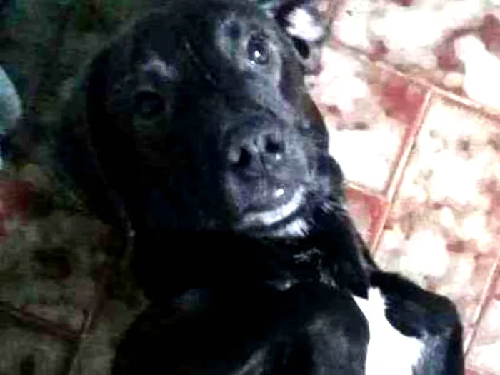 Cachorro ra a Mestiço idade 2 a 6 meses nome Tuffi