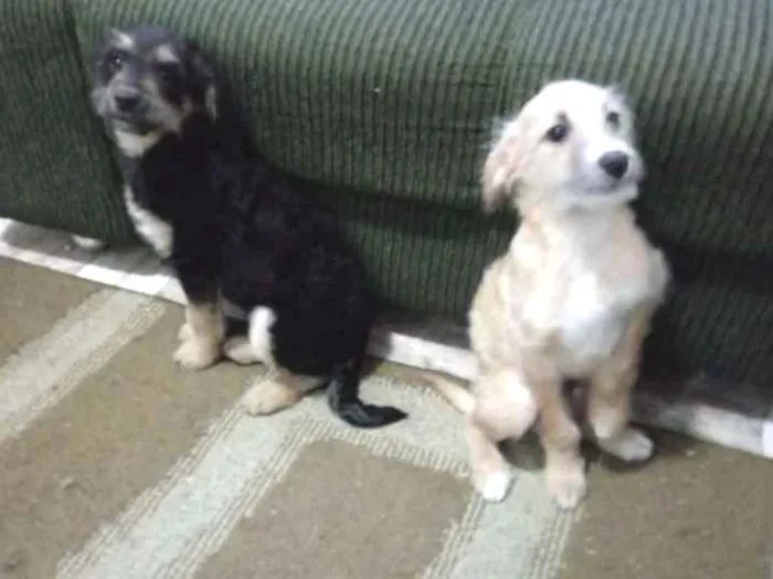Cachorro ra a Raça não determinada idade 2 a 6 meses nome Spike Snoopy