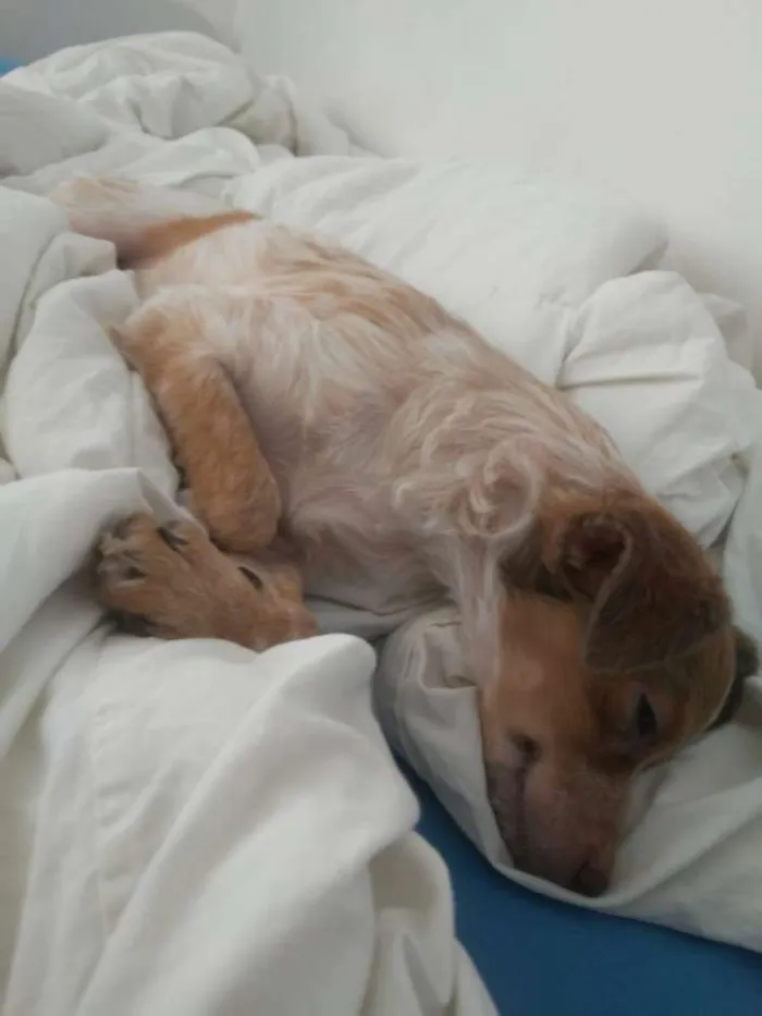 Cachorro raça Mestiça idade 7 a 11 meses nome Bela