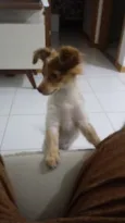 Bela