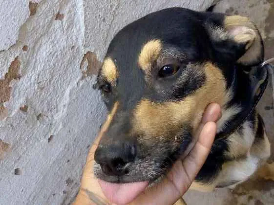 Cachorro raça Vira lata  idade 7 a 11 meses nome Dengo