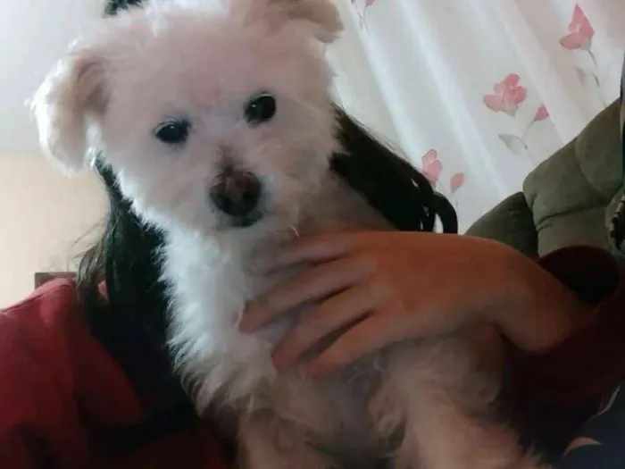 Cachorro ra a Puddle  idade 6 ou mais anos nome Thor